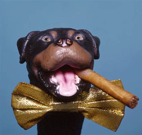 Triumph the insult comic dog. Things To Know About Triumph the insult comic dog. 