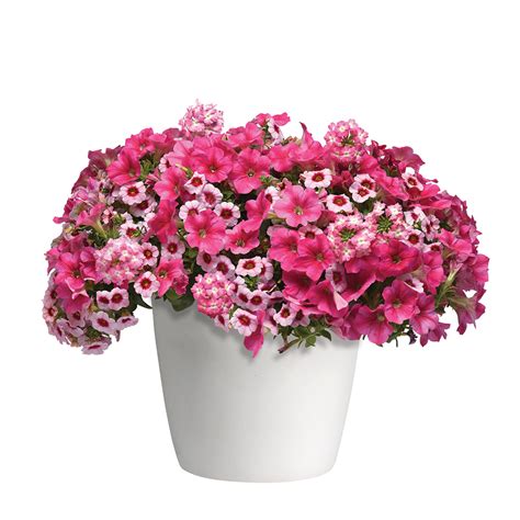 Trixi Onlyfans Leak [PPV] 🔥 173 Pics