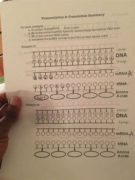 Trna And Mrna Transcription Worksheet With Answer Key 26 Decoding