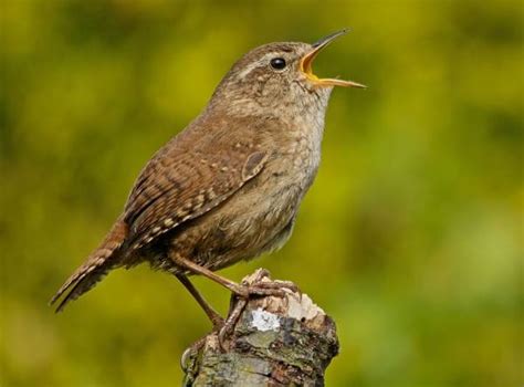 Troglodytes troglodytes : Wren - Troglodytidae - British wildlife ...