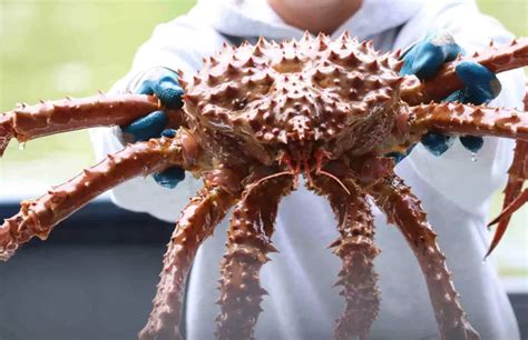 Troll crab price. The retail price range for US crab in October is between US$ 13 and US$ 24 per kilogram or between US$ 5.9 and US$ 10.88 per pound (lb). Click here to see today's prices of crab in US. The retail price range in Euro for crab is between EUR 11.93 and EUR 22.02 per kilogram or between EUR 5.41 and EUR 9.99 per pound (lb) in Washington and New York. 