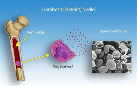 Trombositler nedir