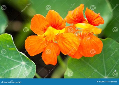 Tropaeolum, commonly known as nasturtiums literally - Dreamstime