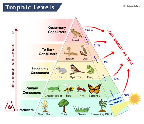 Trophic levels Definition & Meaning - Mer…