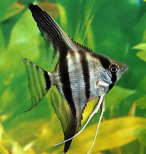 Tropical fish angelfish.  Written by our aquarium keeping experts.  They...