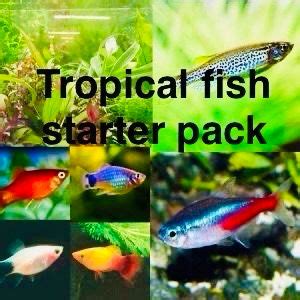Tropical fish starter pack. Tropical Fish Filler Packs and Starter Packs f...