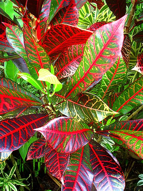 Tropical foliage plant. They prefer full sun and rich, well-drained soil. Canna lilies can add a tropical touch to a Zone 8 garden with their bold foliage and bright flowers. 7. Elephant Ears. Elephant ears are the common name for several species in the genus Colocasia, which are native to tropical Asia and Polynesia. 
