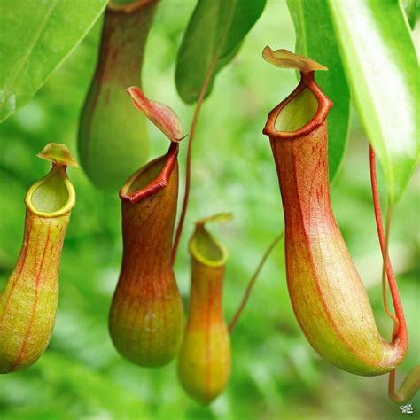 Tropical pitcher plant