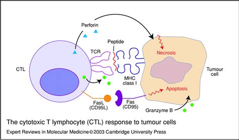 Tropical theileriosis: cytotoxic T lymphocyte response to