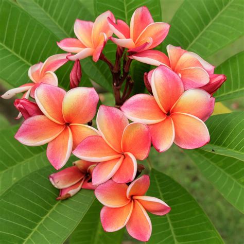 Tropicals. New arrivals of exotic plants, tropical fruit trees. Rare plants for sale online | Rare plants for sale. Buy unusual flowers, plants for garden and home. | Over 5000 plants. | Photos | Videos | … 