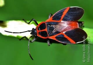 Tropidothorax cruciger (Motschulsky, 1859) - insecta.pro