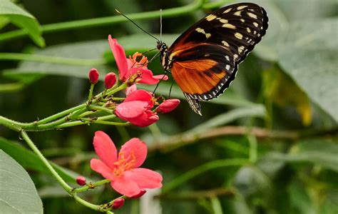 Tropische Falter im neuen Blüten- und Schmetterlingshaus des …