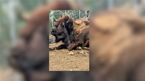 Trouble, one of oldest bison that lived in L.A. County park, dies at 35