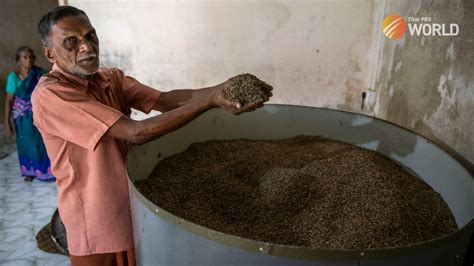 Trouble looms for Indian grain that combats climate change
