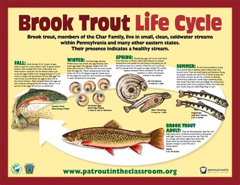 Trout Class Connect