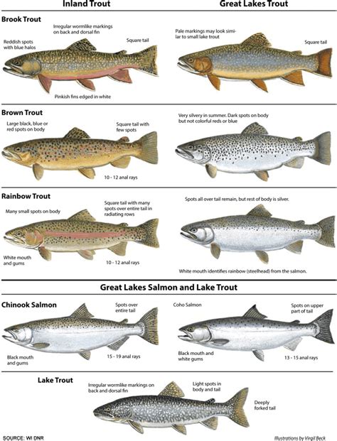 Trout Types Chart
