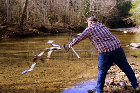 On Tuesday, Gov. Justice announced that in April and May, the West Virginia Division of Natural Resources will stock 25,000 tiger trout in lakes and streams throughout West Virginia. Tiger trout will be stocked with other trout species at a rate of 10 percent in scheduled stockings. Many are trophy size at four pounds.. 