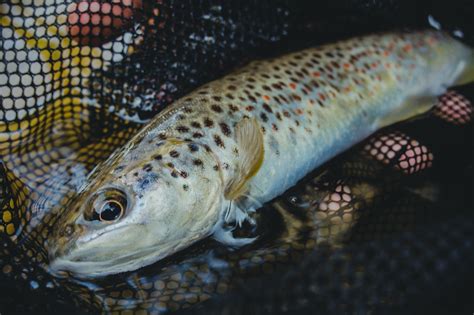 “We’ve transformed our trout stocking program in West Virginia into an example the world is now following, and pulling back now would result in a real hit to our tourism industry and all the businesses, outfitters, hotels, and other companies that are thriving as a result of our incredible wildlife programs,” he said.