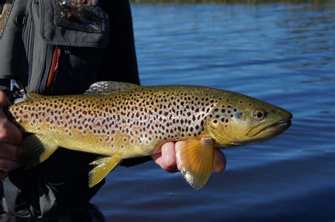 This post on Tasmanian Couple Trout Video will explain all the import