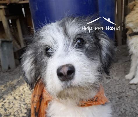 Troy (geadopteerd) Stichting Help een Hond