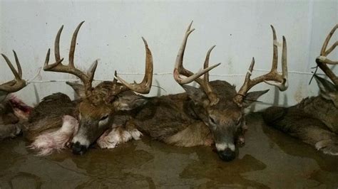 Stump Hill Deer Processing, Conover, NC. 595 likes · 1 talking about this · 14 were here. Local business.