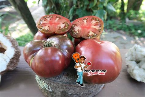 True Black Brandywine Tomato Seeds For Sale At Renaissance …