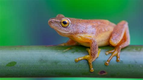 Ernst and his colleagues were curious to find out what role this 33-to-38-millimeter-long frog plays within the island fauna's food web. "You might call it a study of 'eat or get eaten'," adds .... 