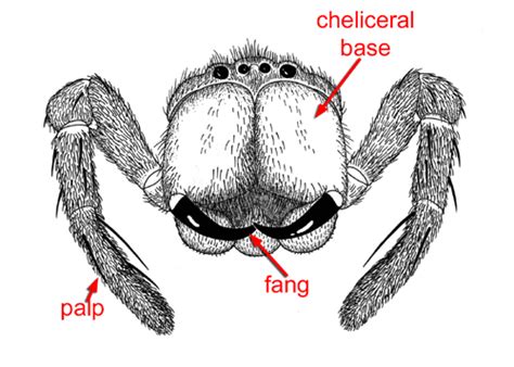 True spider.  They are distinguishable by chelicerae (fangs) that point diagonal...