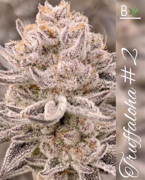 Truffaloha strain. Ents of Arizona. For all the Zona Ents! A community about Cannabis in the state of Arizona. Topics include reviews, thoughts, help and knowledge. 25K Members. 56 Online. 