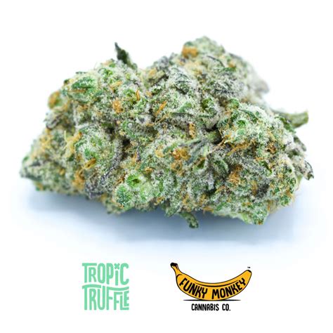 Mar 31, 2023 · THC: 26% - 27%. Black Truffle is a rare slightly indica dominant hybrid strain (60% indica/40% sativa) created through an unknown combination of other hybrid strains. Although its exact parentage is kept a closely guarded secret, Black Truffle is often thought to be a member of the Truffle family due to its delicious flavor and amazing effects. . 