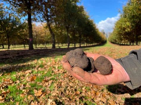 Truffles - Tasmania Forum - Tripadvisor