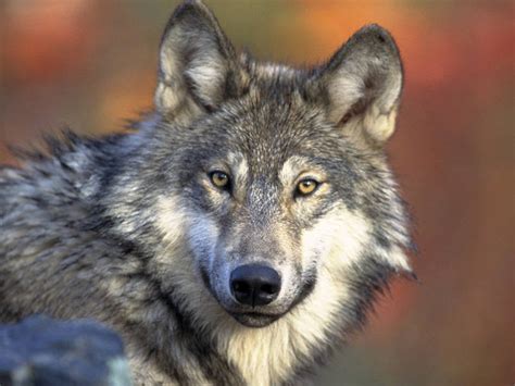 Trump Administration Takes Gray Wolves Off Endangered Species List ...