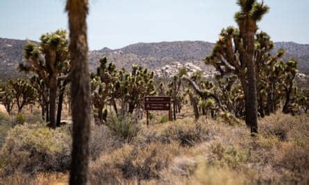 Trump Administration forced Joshua Tree to stay open amid last shutdown: report