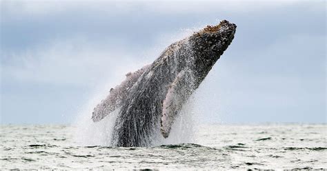 Trump campaigns to save whales but not cocaine-snorting airline pilots