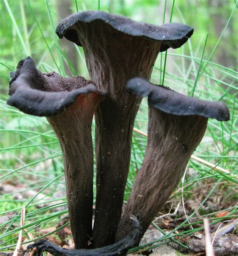 Trumpet mushroom. Black trumpet mushrooms usually grow to be about 5-10cm in height and 4-7cm in diameter. You’ll often find them growing around broad-leaved woods such as oak, ash and beech. They tend to prefer mature forests with moss soils, where the tree canopy provides lots of shade. 
