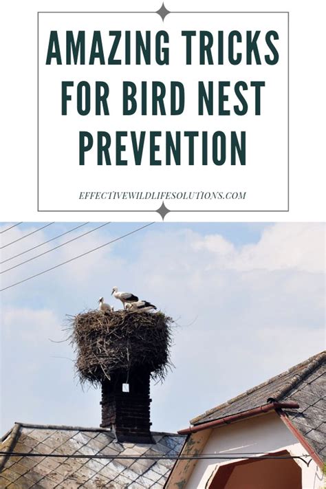 Try These Amazing Tricks for Bird Nest Prevention Effective Wildlife