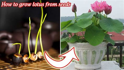 Trying to grow Little Lotus Plant from Lotus seed Successfully …