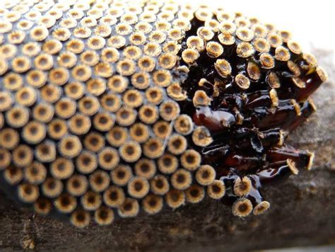 Trypophobia bot flies. Flies come from eggs. In the common housefly, these eggs are often laid in manure, wet compost, carrion, feces or other damp organic matter. After a few hours, they hatch into maggots. 