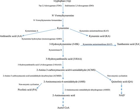 Tryptophan metabolism as a common therapeutic target in