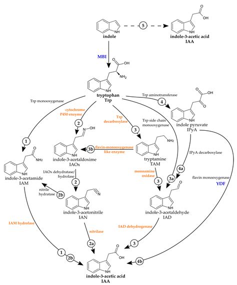 Tryptophan-Independent Indole-3-Acetic Acid Synthesis: Critical ...