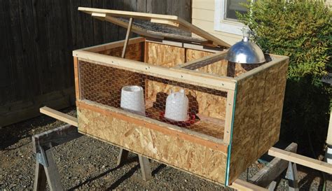 Turkey poults need a 95 degree brooder, 28% non medicated feed, clean water and predator protection. Brooder supplies check list: minimum of 2 trough feeders, with 1″ of feeder space per poult. minimum of 2 waterers, with 0.5″ of waterer space per poult. heat source, if using heat lamps have a spare bulb.