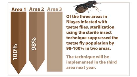 Tsetse flies IAEA - International Atomic Energy Agency