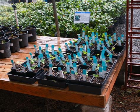 Tsugawa Nursery – Plant Something Oregon