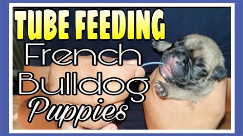 Tube Feeding French Bulldog Puppies