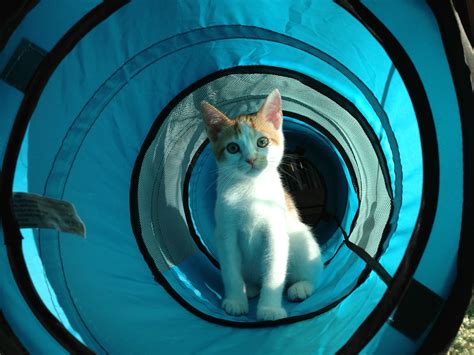 Isolation - the Kitty tube is fully isolated and will ensure that your cat can sleep warm in winter and cool in summer. . Tubekittys