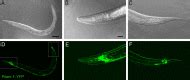 Tubulins in C. elegans - WormBook - NCBI Bookshelf