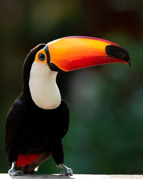 Tuca Toucan