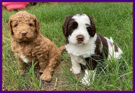 Tucker pups. Things To Know About Tucker pups. 