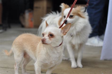 phoenix pets - craigslist Imperial Shih Tzu · Litchfield, Park · 28 minutes ago pic Dachshund Puppies · Laveen · 29 minutes ago pic American Bully · Anthem · 39 minutes ago pic Ragdoll/Siamese kitten · phx north · 45 minutes ago pic 2 bonded pairs male and …. 