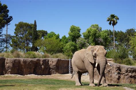 Tucson zoo arizona. Zoo-goers can ride camels for a fee at the Reid Park Zoo. Four camels — Luke, Riddle, Mack and Winston — joined the Tucson zoo Nov. 7. Rides began Saturday and since then, the quartet has ... 